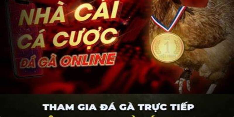 App đá gà trực tiếp hàng đầu cho những phút giây căng thẳng và thú vị